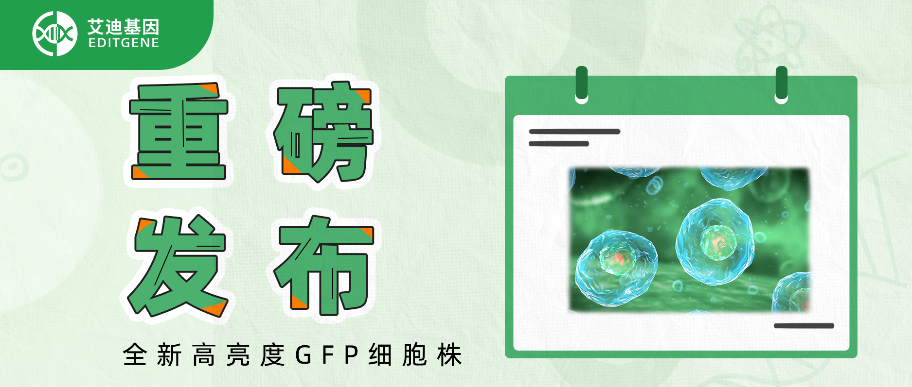 重磅发布：全新高亮度GFP细胞株！