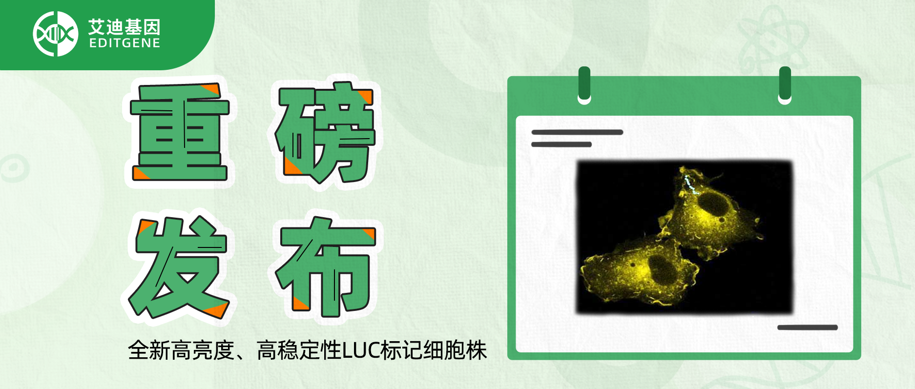 更简单更精确的分子静态观察工具-全新高亮度、高稳定性LUC标记细胞株重磅发布！